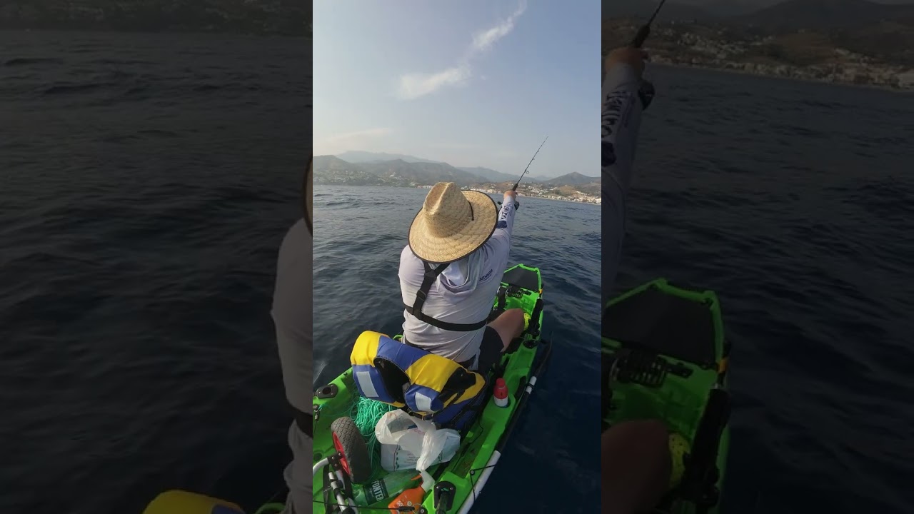 How to catch Horse mackerel, St&ouml;cker, Chinchard, Jurel,  Carapau,  İstavrit, Ostrobok, Horsmakreel,
