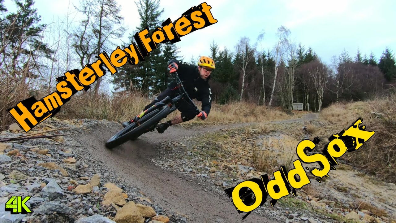 Hamsterley Forest (OddSox)