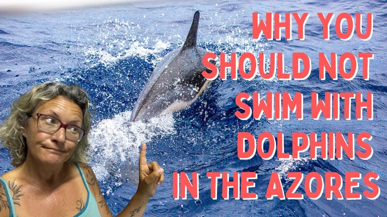 Why you should NOT swim with dolphins in the Azores Islands