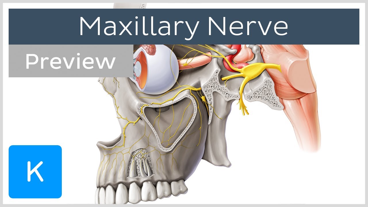 Maxillary nerve: Branches, course (preview) - Human Anatomy | Kenhub