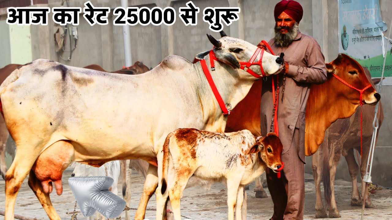 25000 से गोमाता खरीदो और 500 km बिल्कुल free।। 