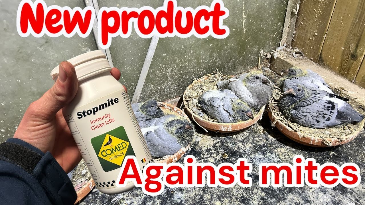 New product against mite`s | And young birds on the floor | Breeding Season |