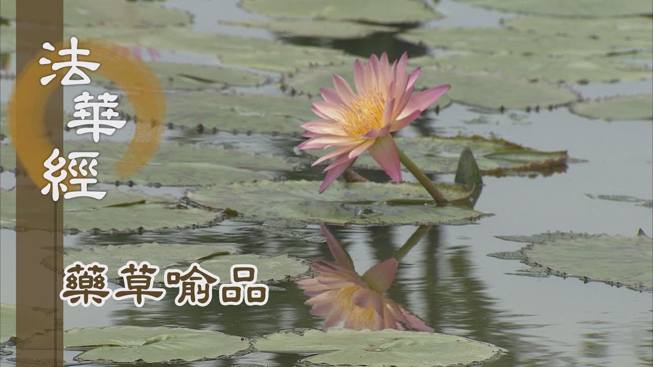 【靜思妙蓮華】法華經藥草喻品 - 雨無差別 隨分受潤 - 20210701 第879集