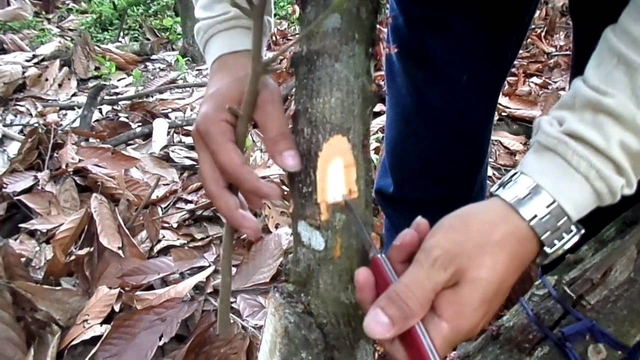 VIDEO RENOVACION DE COPAS DE CACAO