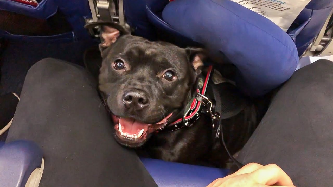 Flying My Staffie! DO's AND DON'TS