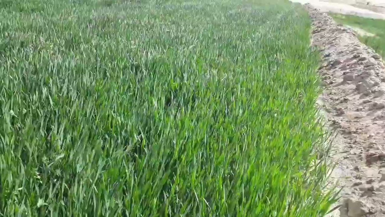 دراسة جدوي فدان شعير موسم زراعة ٢٣/٢٤ حلقة ٨٥٨ واتس ٠٠٢٠١١٠٤٨٧٣٣٤٨
