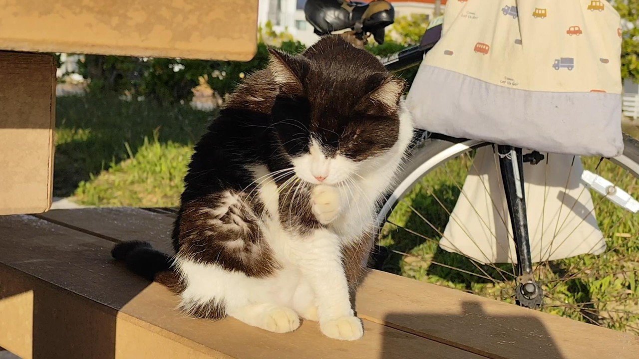 2026.1.19 猫巡り ビーチ猫のみなみちゃんのリラックスタイム