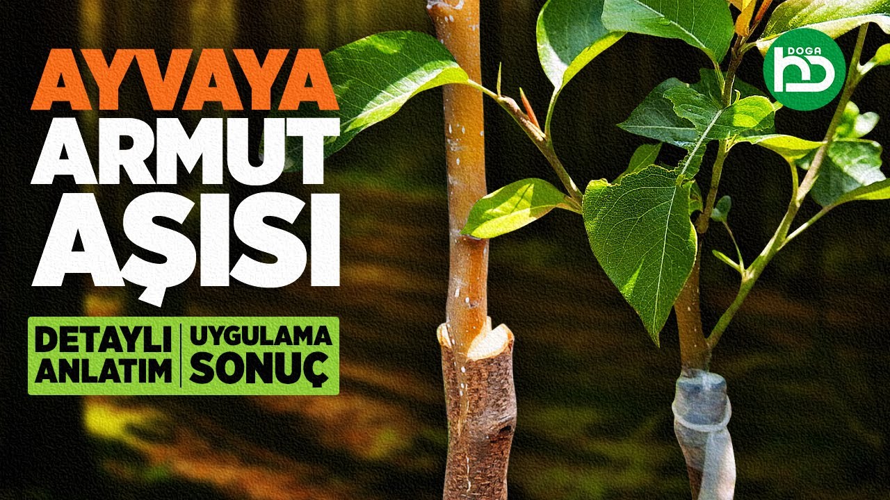 Как производится вакцина из айвы и груши? Вакцина от грушевой пены. Вакцина Айвая.
