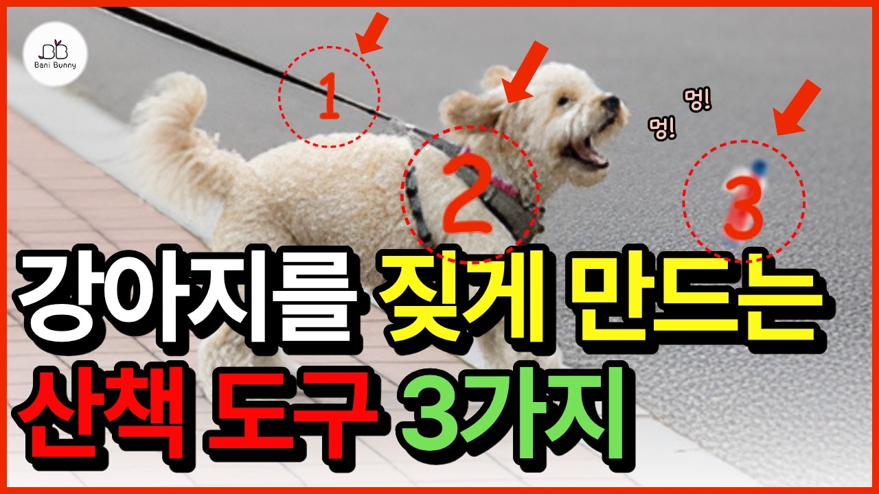 매일 사용하는 이것이 강아지를 짖게 만든다? 흥분하고 줄 당기고 짖는 강아지 산책 훈련 #강아지짖음 #짖는강아지 #강아지훈련 #강아지산책훈련