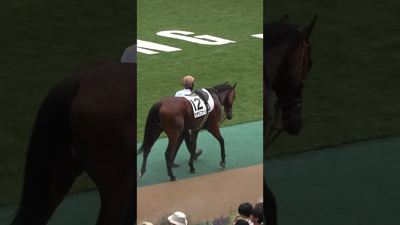 【祝初勝利】2024年6月16日東京競馬オオタニサーンのパドック#shorts #short #shortvideo