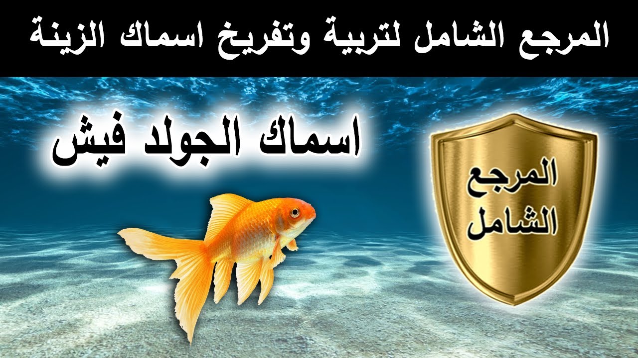 اسماك الجولد فيش من الصفر الي التفريخ | ايجي فيش