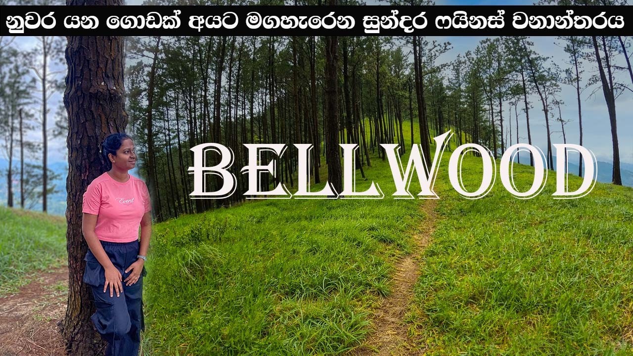Bellwood Pine Forest | නුවර යන අයට මගහැරෙන සුන්දර ෆයිනස් වනාන්තරය