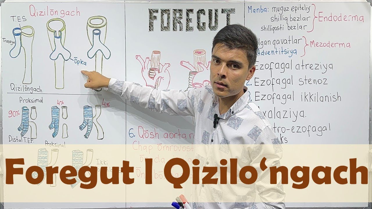 Foregut: Qizilo’ngach
