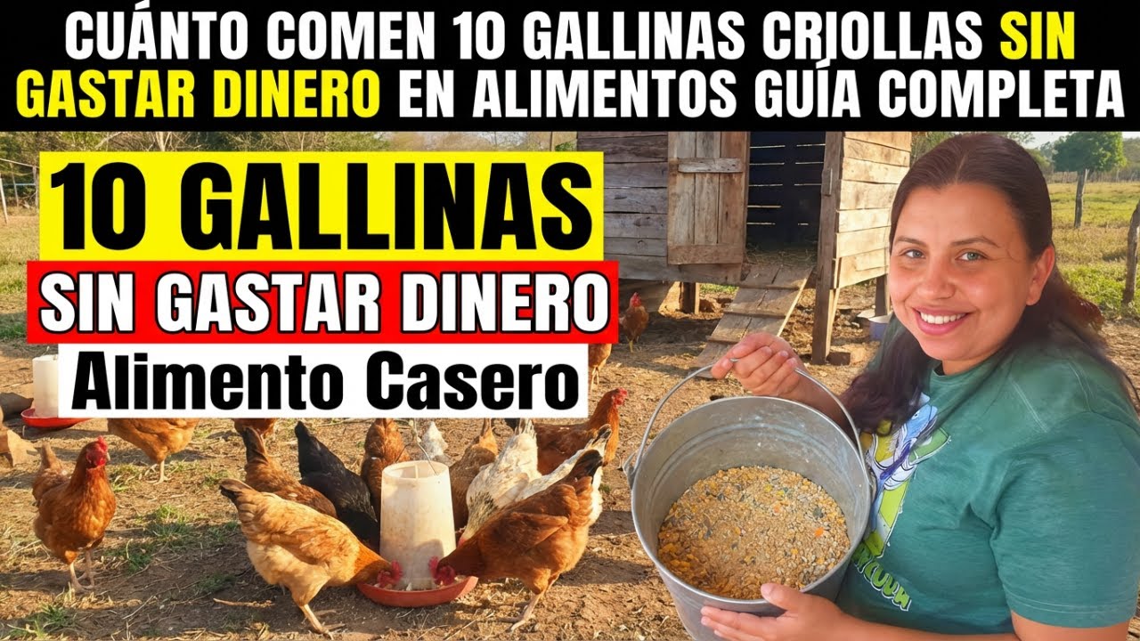cuanto comen 10 gallinas criollas sin gastar dinero en alimentos guia completa