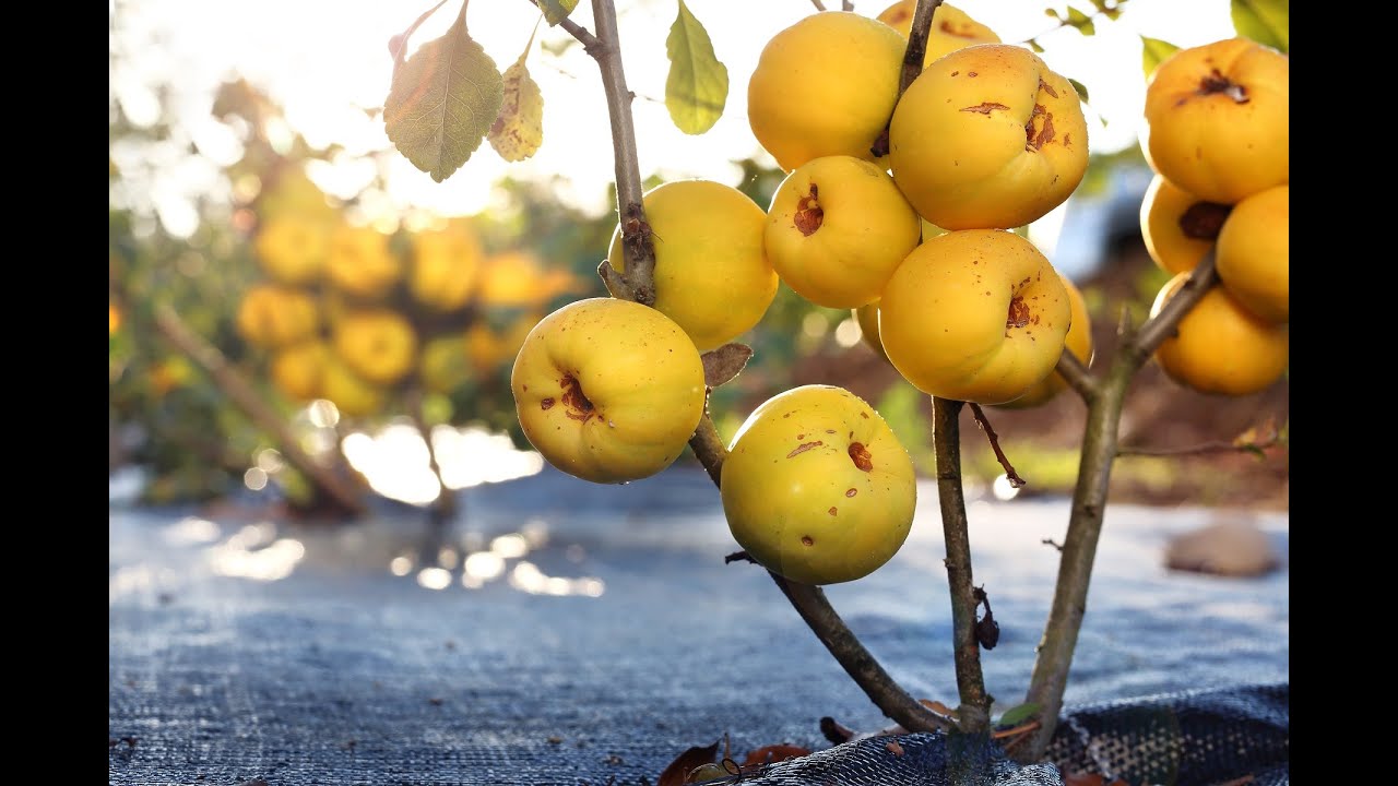 Jak zrobić nalewkę z pigwowca - pigwowcówkę. www.zpigwowca.pl Japanese quince