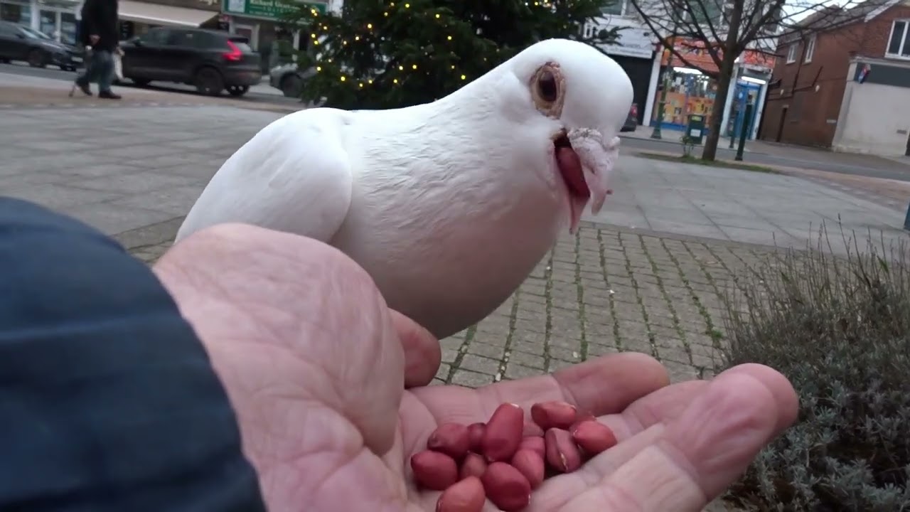 Christmas Pigeon Nut Party