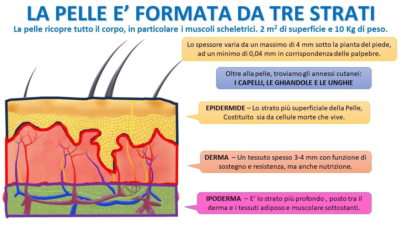 LA PELLE E' FORMATA DA TRE STRATI