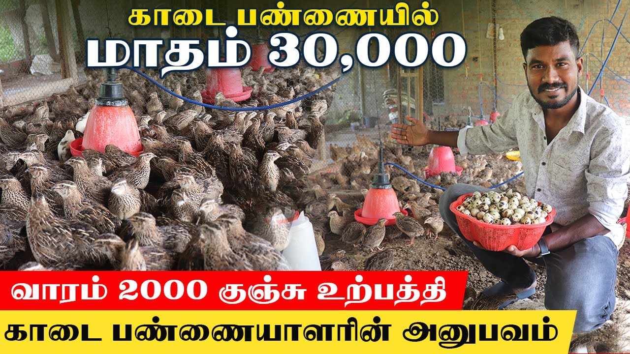 வாரம் 2000 காடை குஞ்சு உற்பத்தியில் மாதம் 30000 இலாபம் | பண்ணையாளரின் அனுபவ பகிர்வு #farmingbusiness