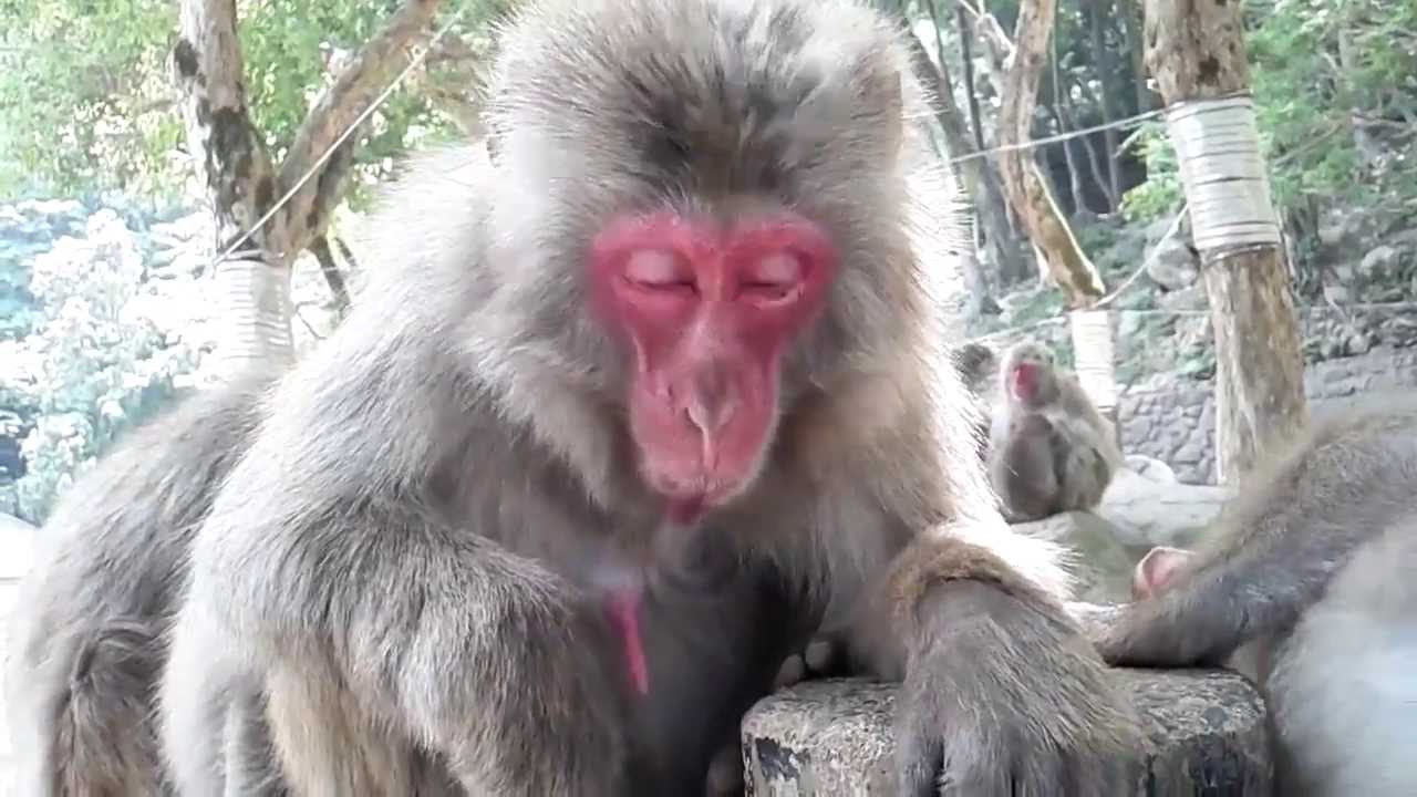 自分のおっぱいを飲むお母さんサル　Baby tries to drink a breast, but his mom is sucking her own nipple...