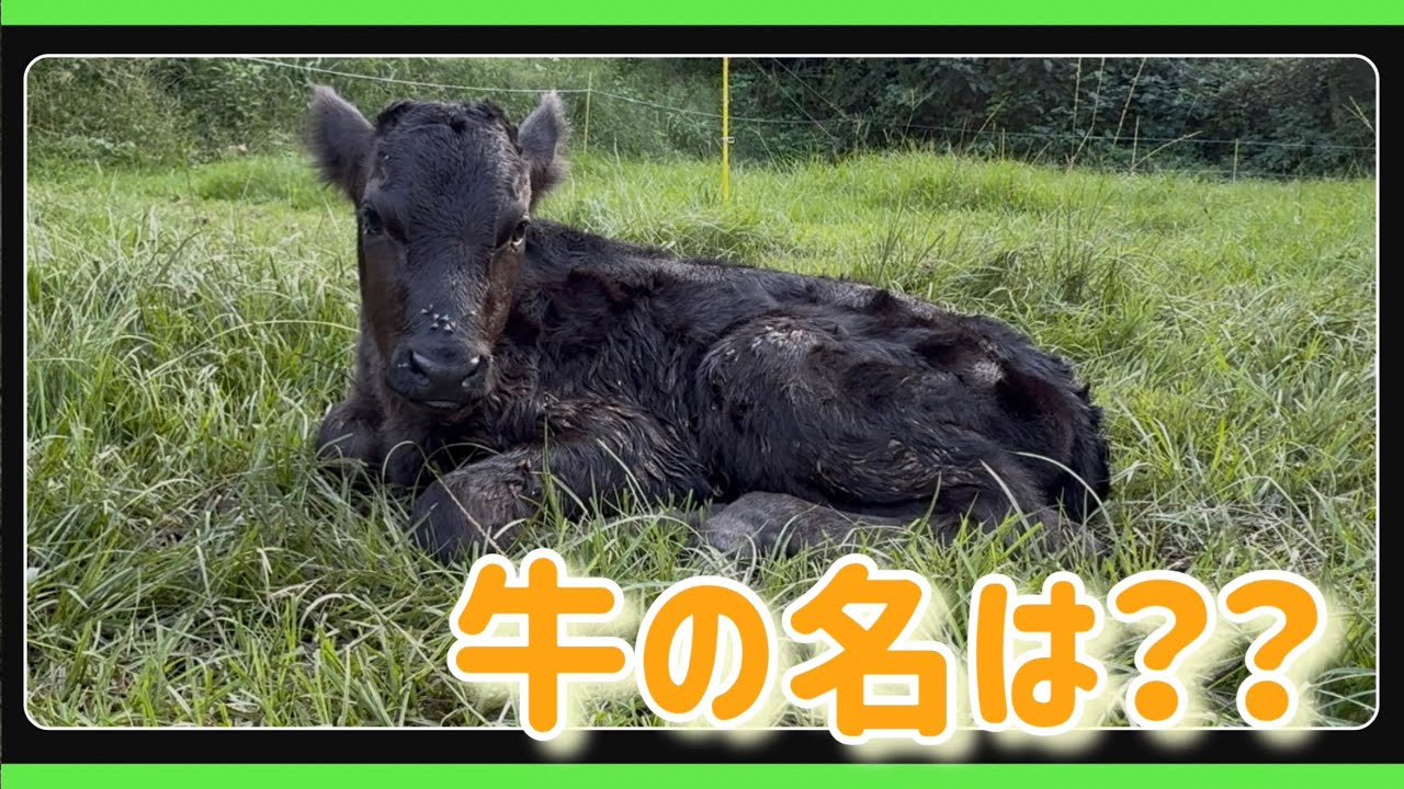 赤ちゃんの名前発表です！