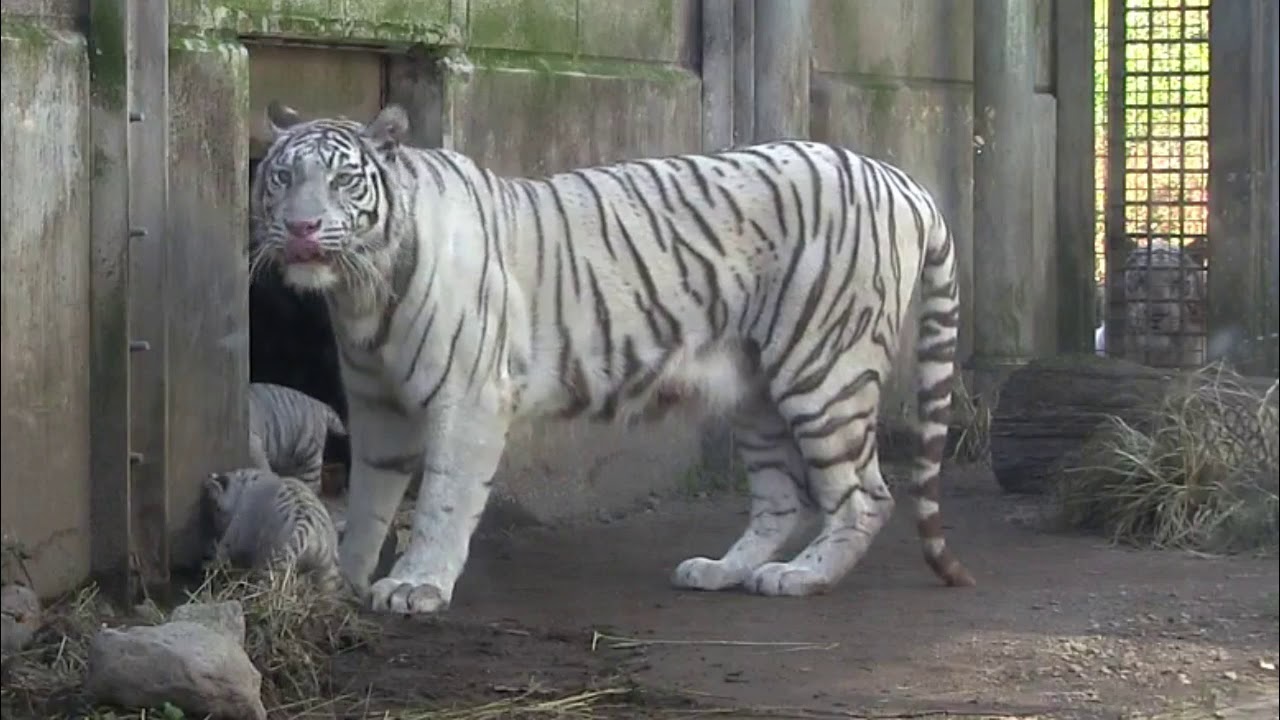 ホワイトタイガー赤ちゃん展示場デビュー