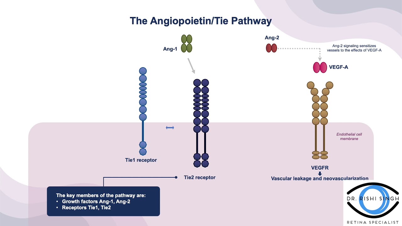 Angiopoetin/Tie Pathway