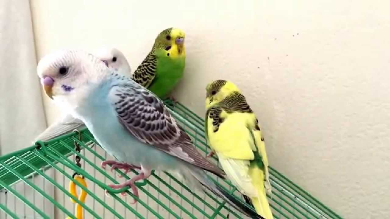 Perruche ondul&eacute;e qui chante