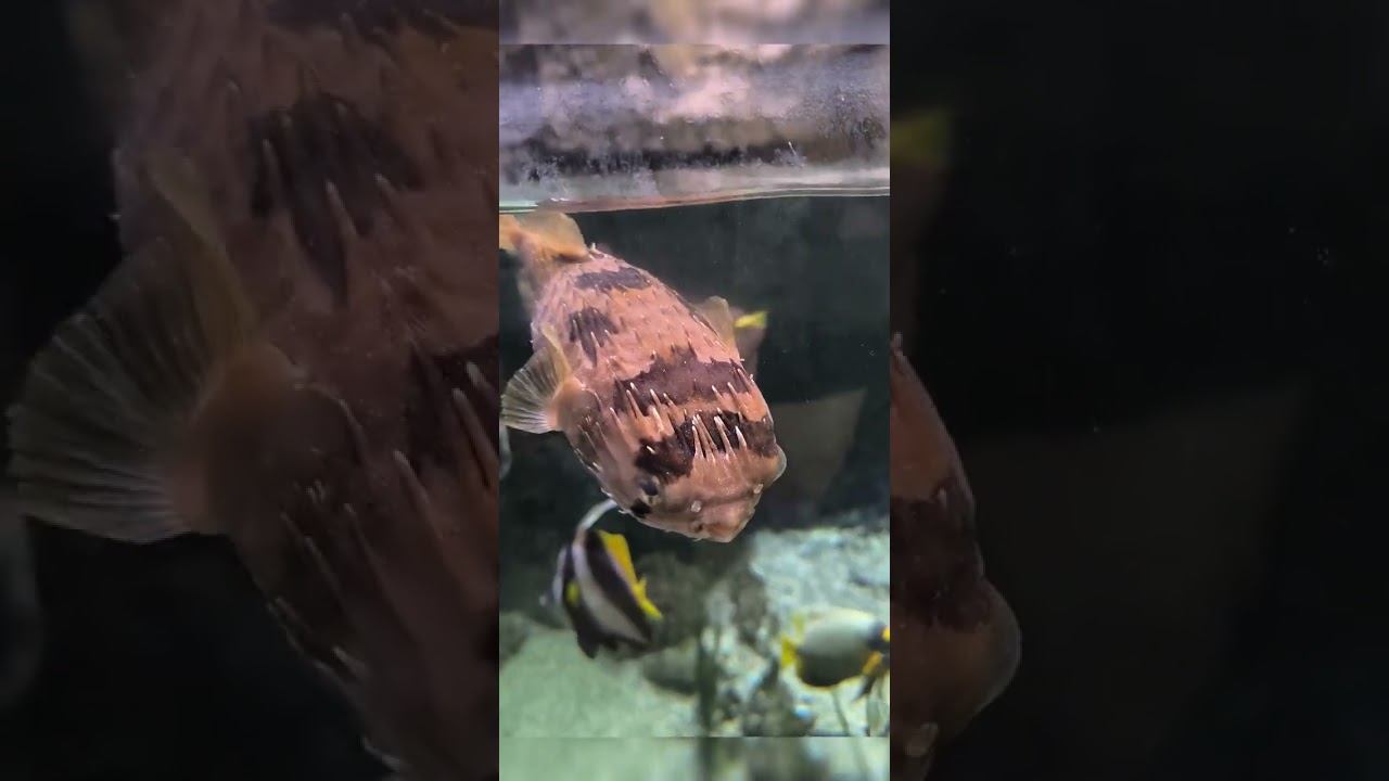Zoo Schmiding Aquazoo 