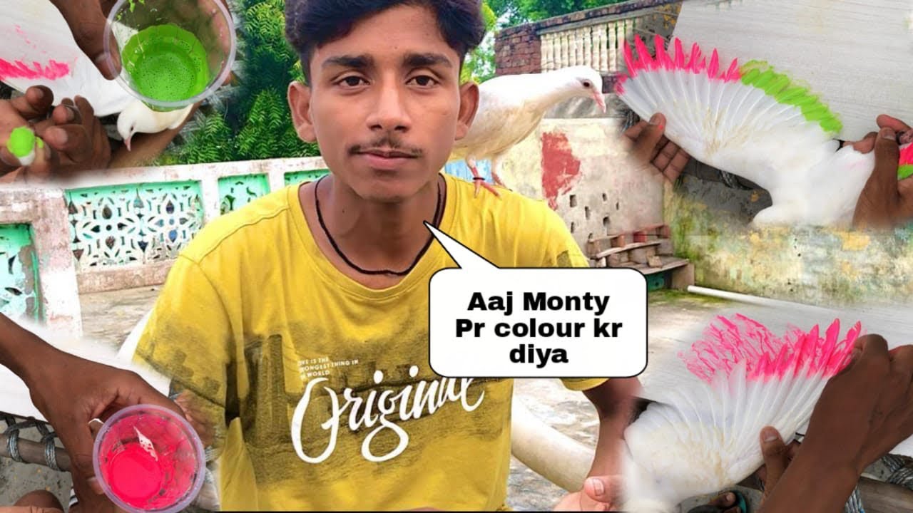 Kabootar पर colour कैसे karen || how to colour pigeon 2023 new video