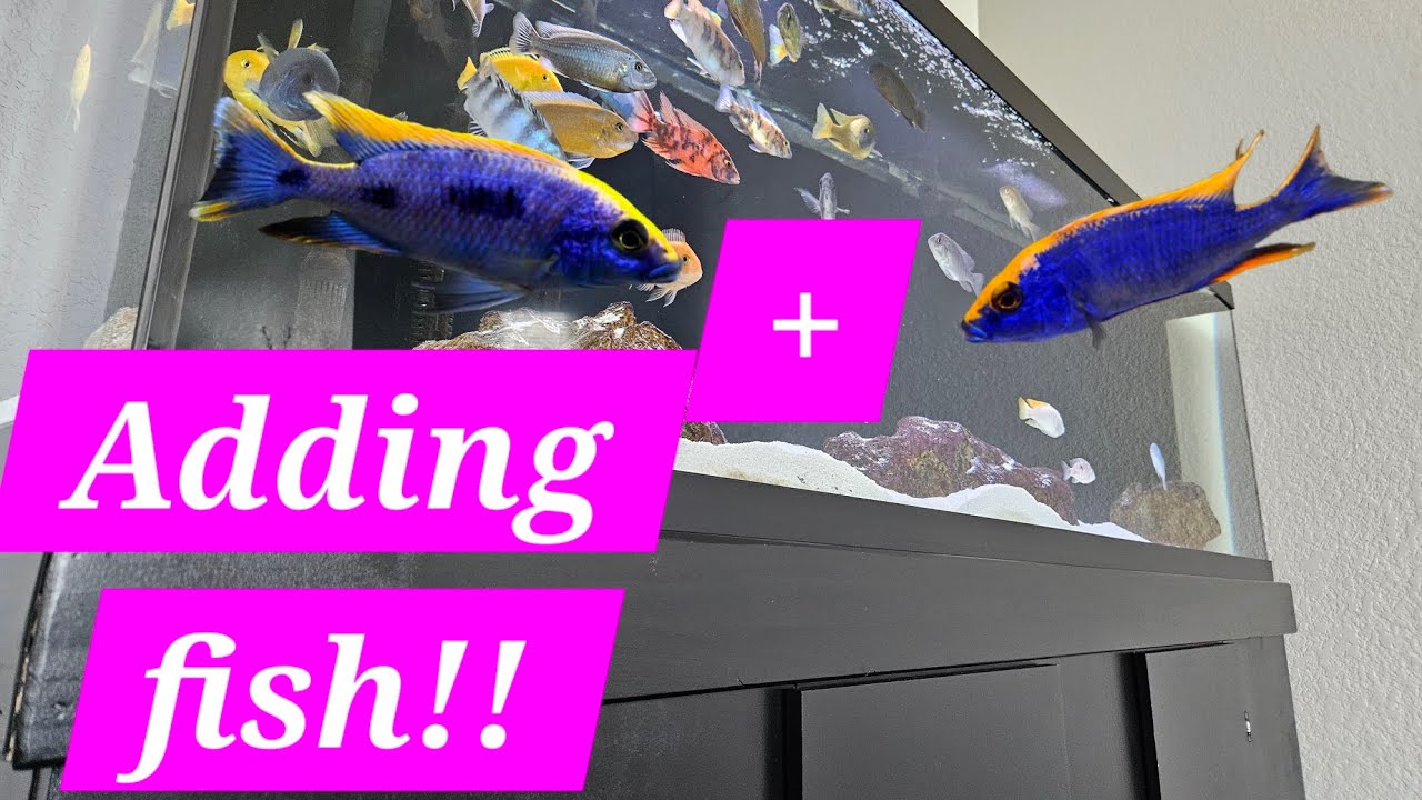Adding my most desired #africancichlids.