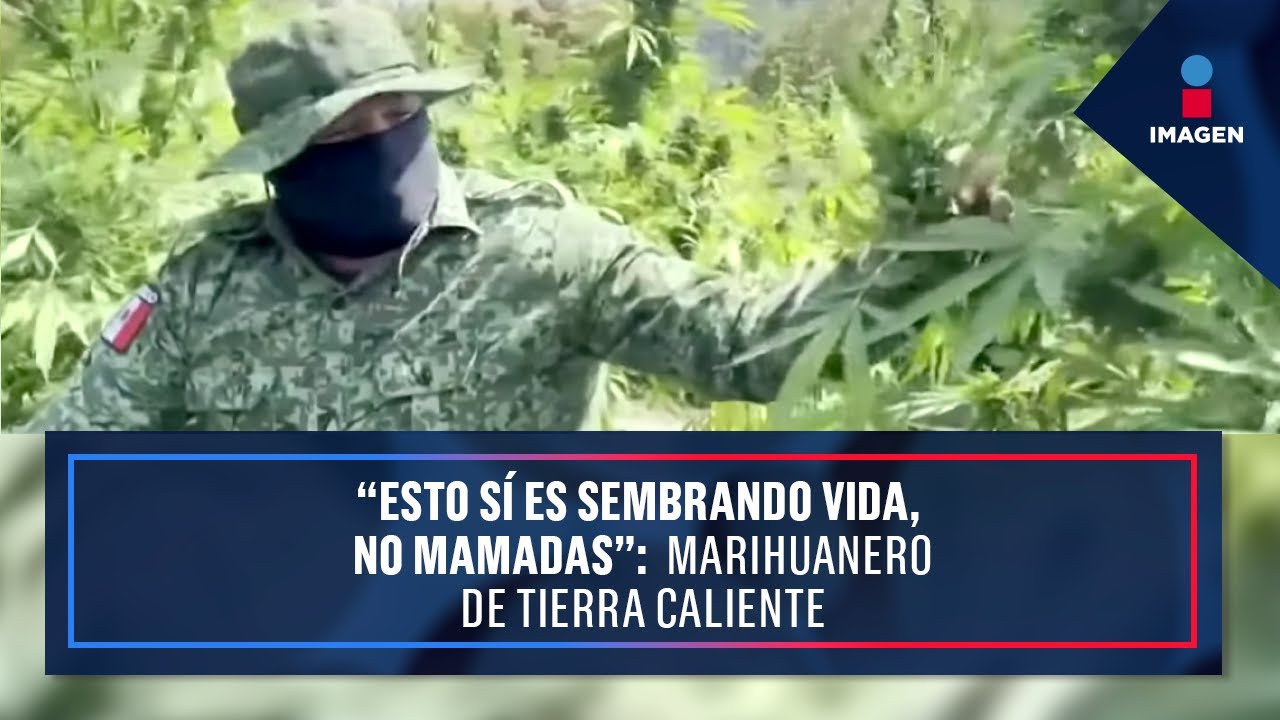 &ldquo;Esto s&iacute; es sembrando vida, no mamadas&rdquo;: Marihuanero de Tierra Caliente | Noticias Ciro G&oacute;mez Leyva
