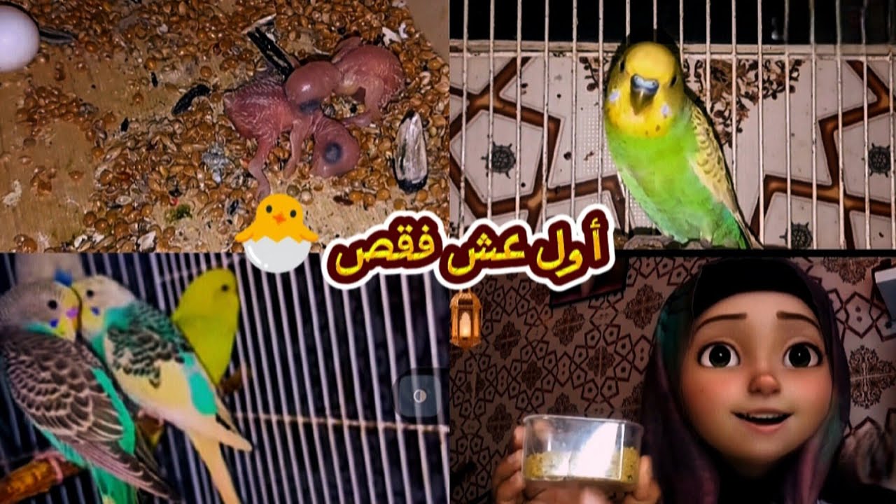 أول عش فقص 🐣🥳🎉 أجيو تشوفو الفريخات🐤🐥#birds #lovebirdsfarming #budgie_videos #اكسبلور #طيور #fypシ 