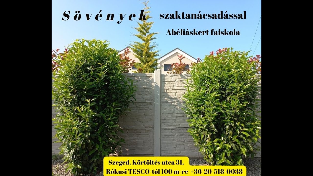 Oszlopos bab&eacute;rmeggy tuja helyett