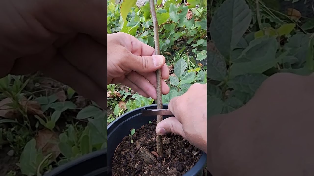 Očkovanie marhule do mirobalánu 4.9.2023
