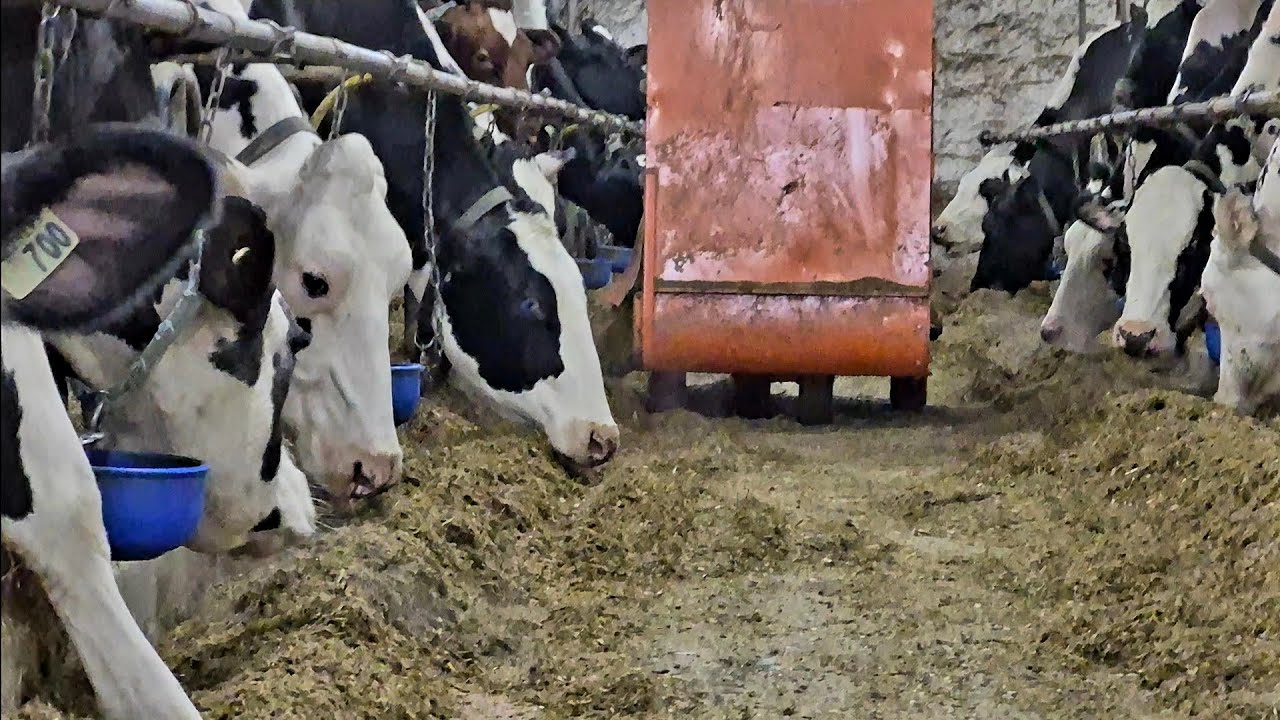 Making Thousands Of Gallons Of Milk In An Old Style Dairy Barn!!!