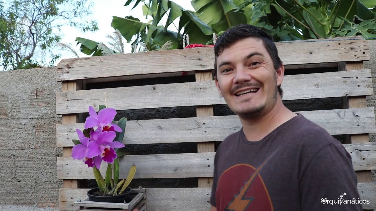 Cattleya labiata