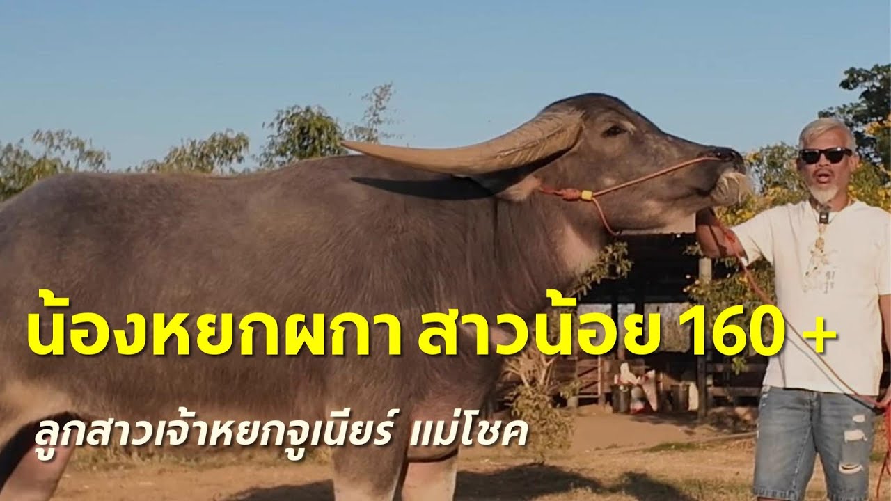 น้องหยกผกาสาวน้อย160พ่อ:จ้าวหยกจูเนียแม่:โชค ผลงานจ่ายลูก เจ้าขุนพร้าว พ.ยอดมณี น้องหยกผกาสาวน้อย160