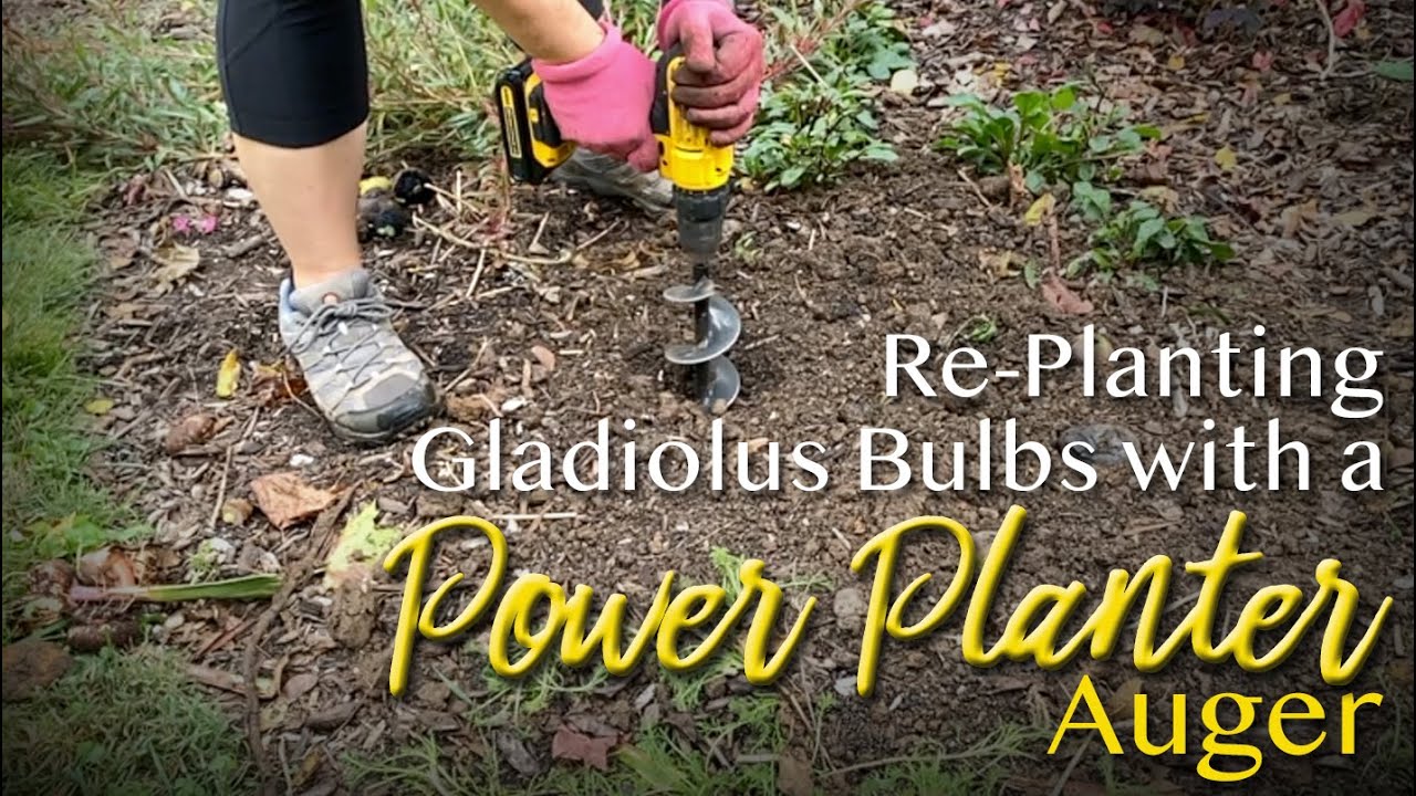 Replanting Gladiolus with a Power Planter Auger - 🌸🌺👩🏻‍🌾