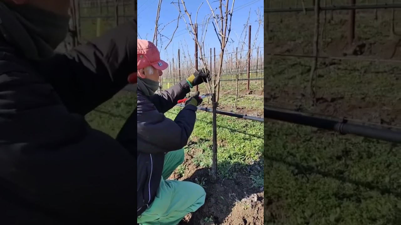 Pruning season almost over...😍🍷@inama_wine #wineinspires #wine #winestagram #vino #winetasting