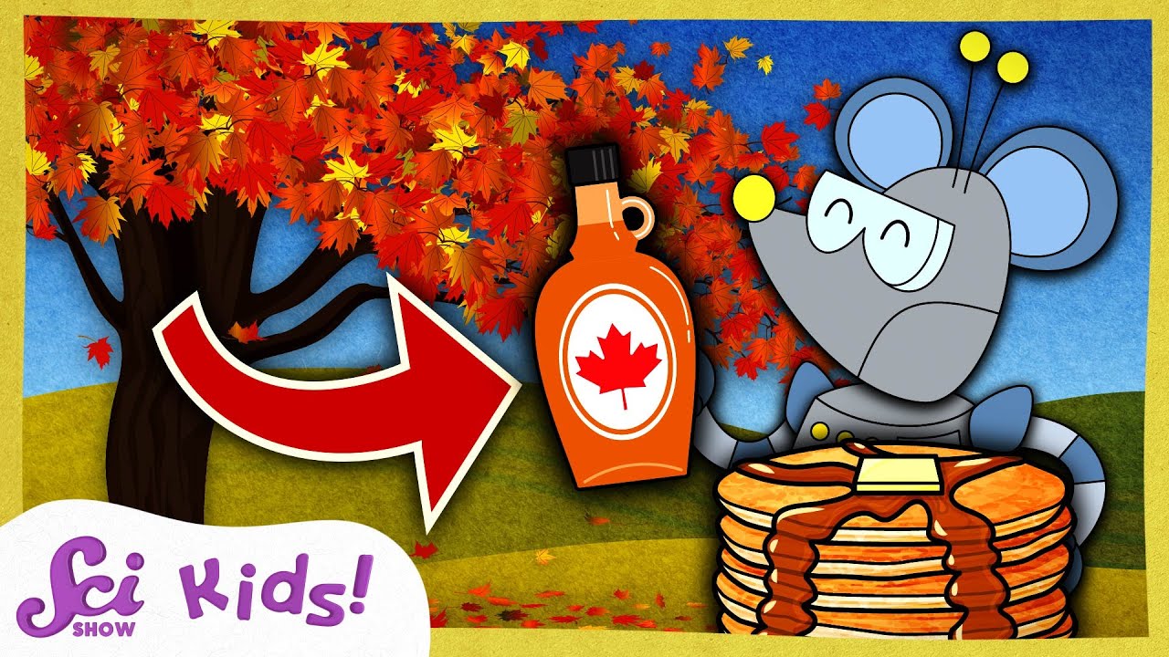 Where Does Maple Syrup Come From? | Winter is Alive! | SciShow Kids