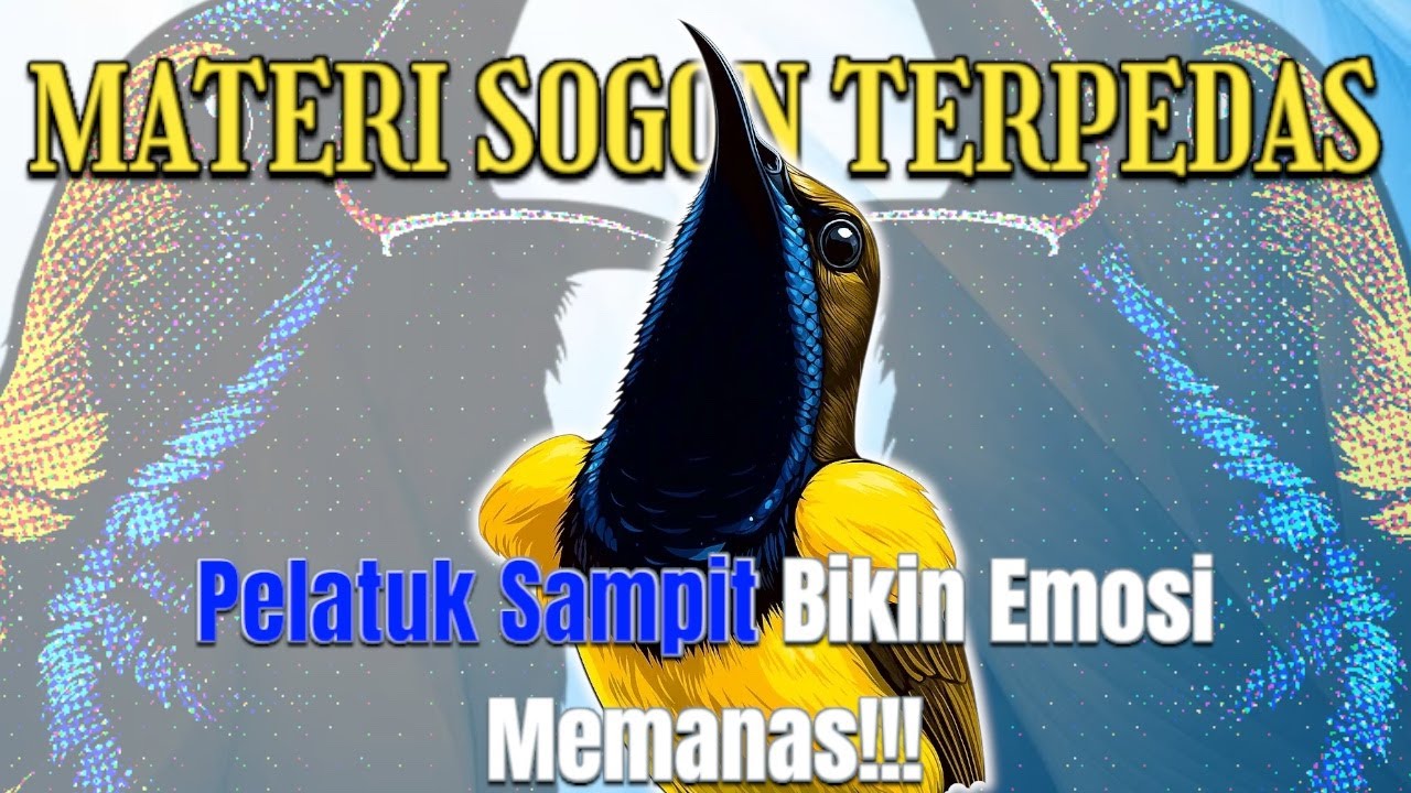 🔴Tembakan Pelatuk Sampit PEDAS!! Sogon Langsung Panas & Nembak Gila!! 🔥 #sogon #sogongacor