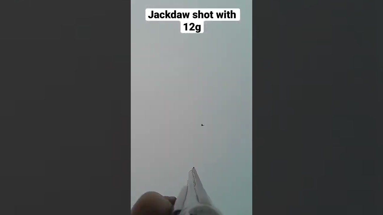 60 yard Jackdaw Aimcam POV