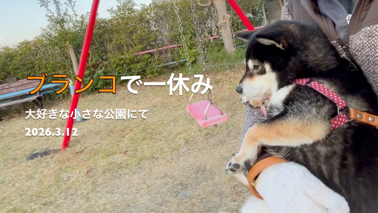 【優しい時間がここには流れています】ブランコで一休み,大好きな小さな公園にて(2026.3.12)🐶【昔保護犬だった黒柴ツバちゃん】