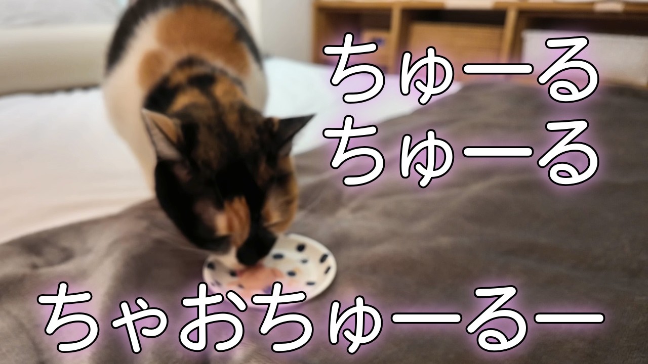チュールに釣られてまんまと投薬される猫