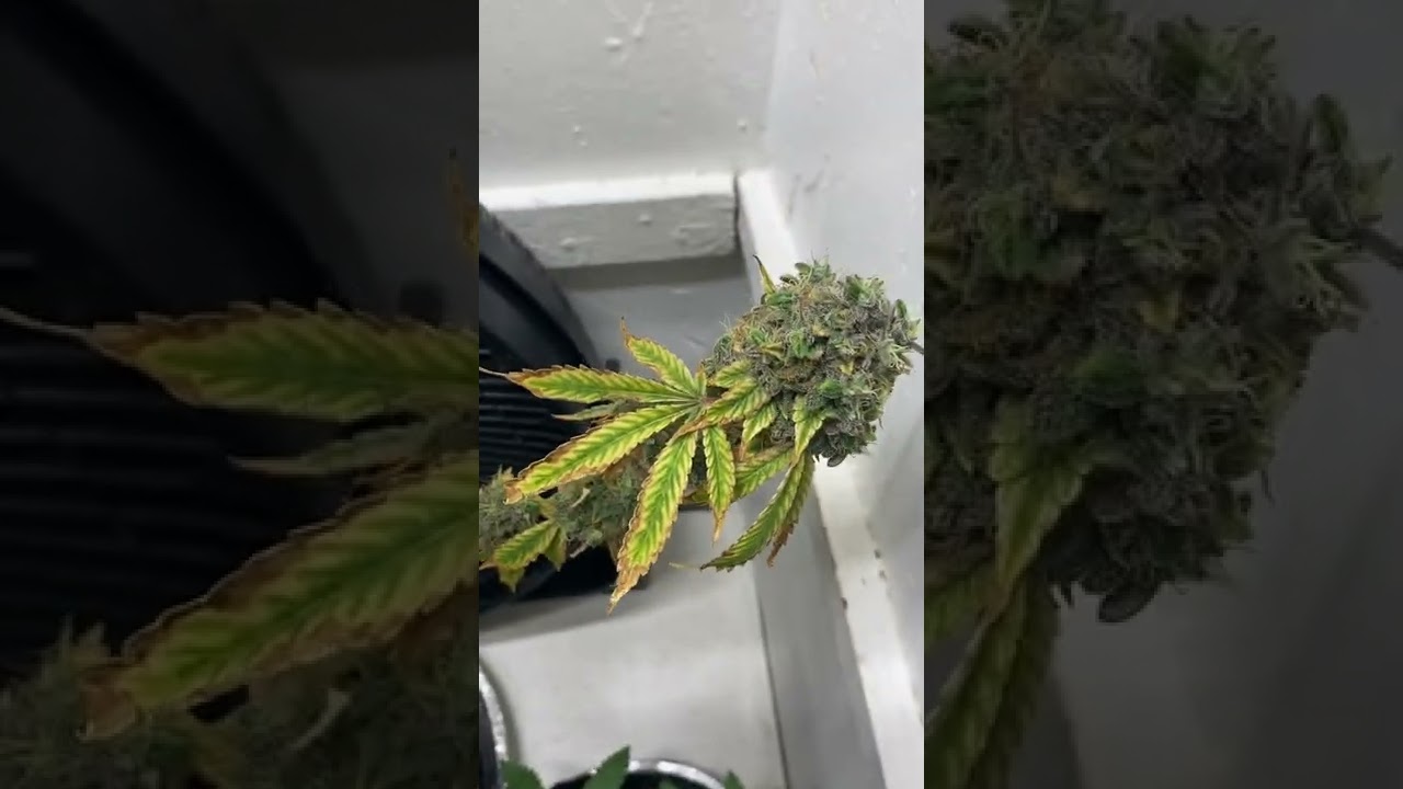 Bagseed gelato harvest