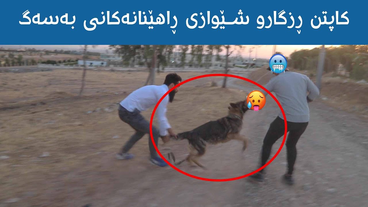کاپتن ڕزگار باسی  شێوازەکانی ڕاهێنان دەکات بۆ  سەگەکان - Dog Training - #Dog #سەگ