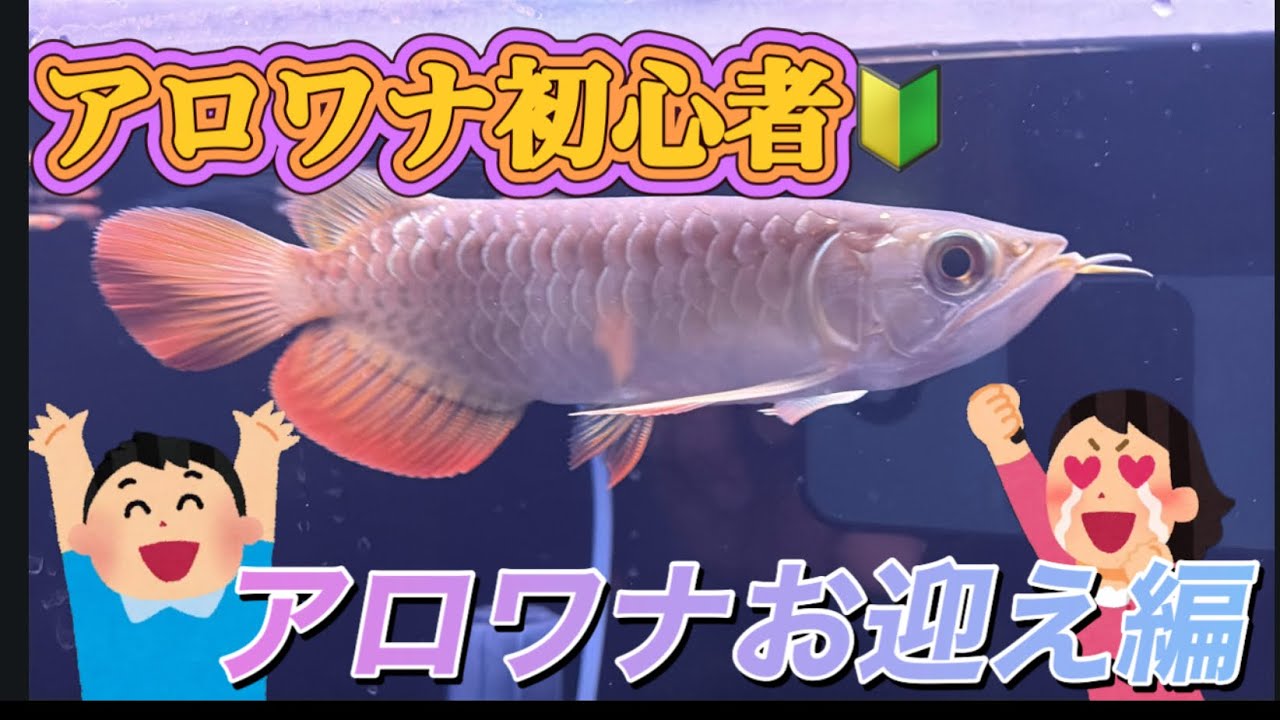 アジアアロワナ初心者🔰『お迎え編』