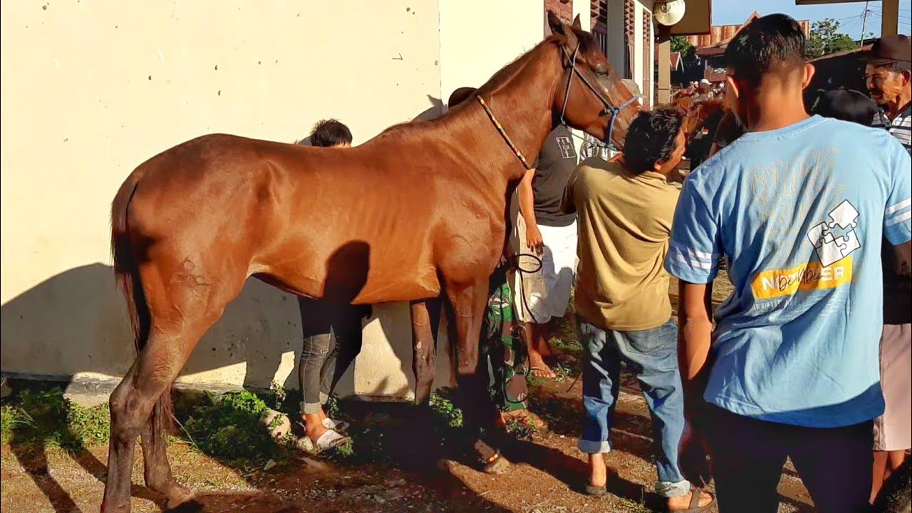 ARRIVAL OF THE GOOD HORSES AT THE HORSE SALES CENTRE.