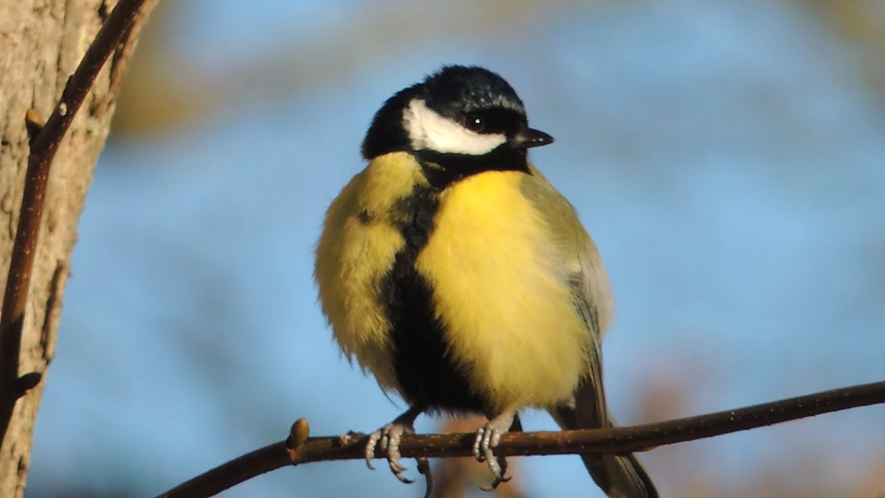 Mésange charbonnière