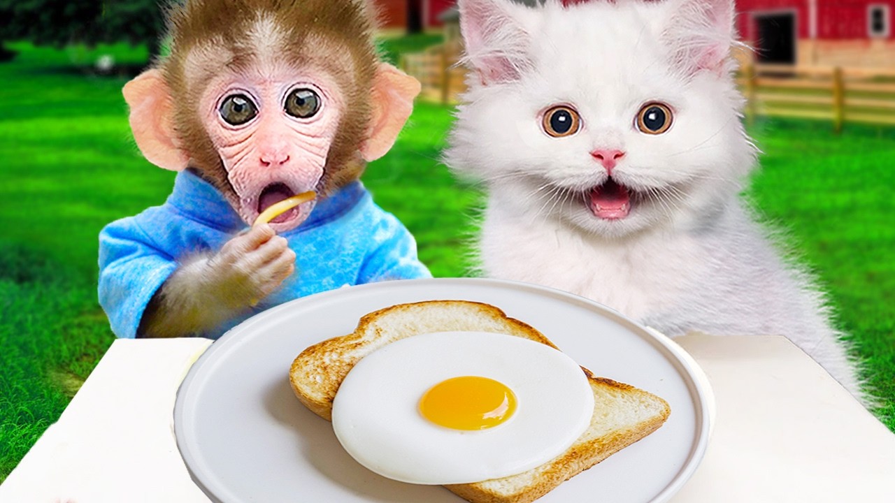 maymun videoları Bon Bon monkey And Mimi cat cooking breakfast